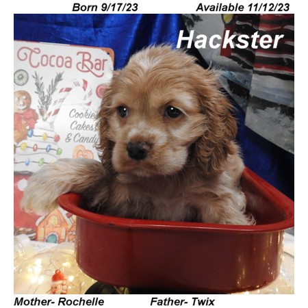 puppy, for, sale, Cocker Spaniel, Joe & Cherri  Overlease, dog, breeder, Miller, MO, dog-breeder, puppy-for-sale, forsale, nearby, find, puppyfind, locator, puppylocator, aca